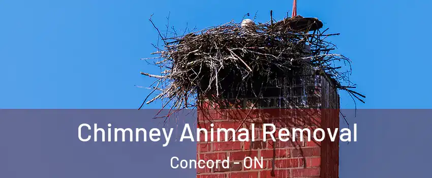 Chimney Animal Removal Concord - ON