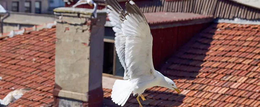 Residential Chimney Animal Removal Solution in Concord, ON