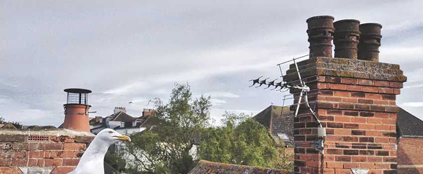 Chimney Cleaning And Restoration in Concord, Ontario
